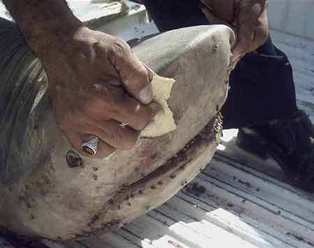 В реке Евфрат иракскими рыбаками была поймана акула